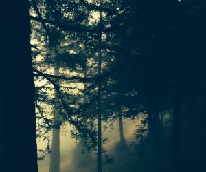Cheetahs In The Mist